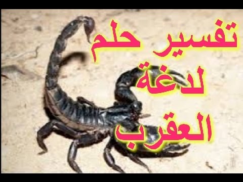 تفسير حلم لدغة العقرب الصفراء - هجوم العقارب في المنام