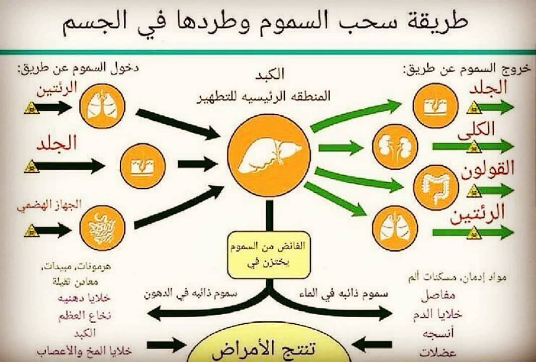 طرد السموم من الجسم - جسم خالي من السموم 19931 2