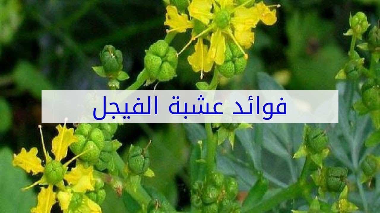 موسوعة الاعشاب لمعالجة جميع الامراض الروحيه في3ايام تجارب 21109 1