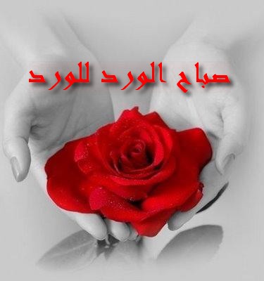 صور صباح الورد ياحلاوة الورد وياجمال هذه الصور 90 2