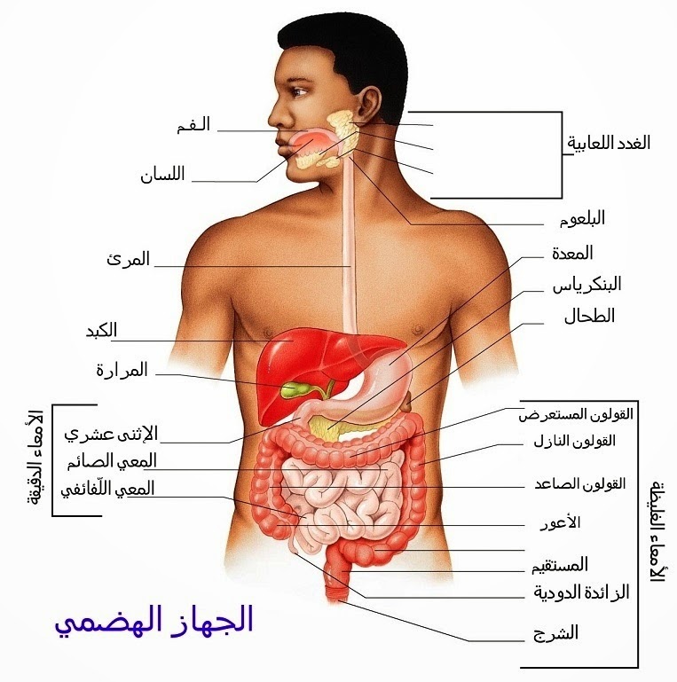 صور الجهاز الهضمي , ابداع الخالق فى جسم الانسان