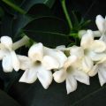 2707 10 صور ورد الياسمين - تالقي بعقد من اجمل الزهور البيضاء ريهام روكا