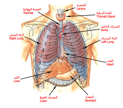 صور جسم الانسان , سبحان الله الذي سوي وابدع في البشر