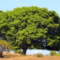 20272 2 تفسير الاحلام شجرة - معنى ظهور الاشجار فى المنام بدرة وجدي
