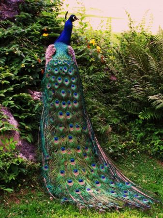 19921 1 اجمل الصور طاووس - من اجمل الحيوانات بدرة وجدي