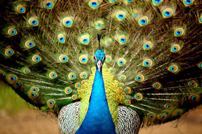 19921 10 اجمل الصور طاووس - من اجمل الحيوانات بدرة وجدي