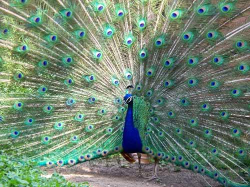 19921 11 اجمل الصور طاووس - من اجمل الحيوانات بدرة وجدي