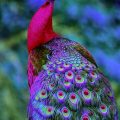 19921 13 اجمل الصور طاووس - من اجمل الحيوانات درة السحاب