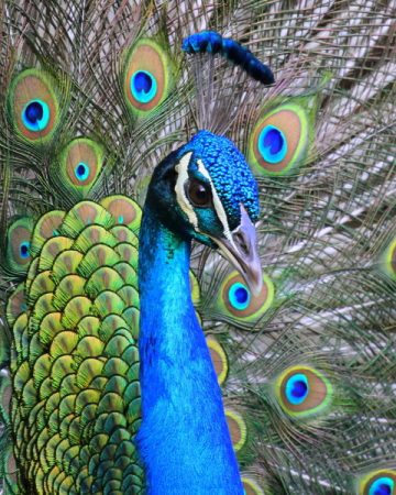 19921 3 اجمل الصور طاووس - من اجمل الحيوانات بدرة وجدي