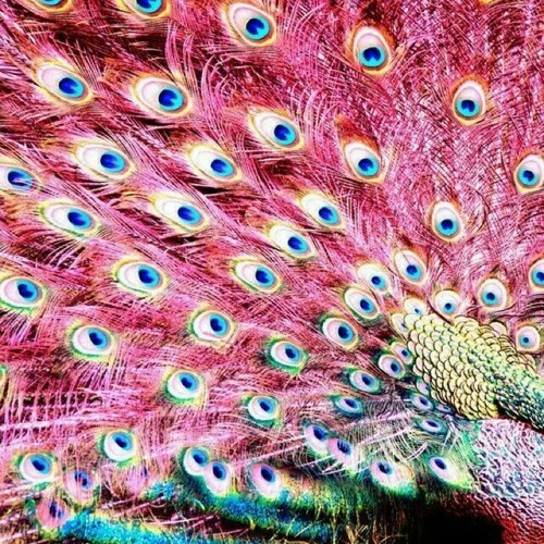 19921 4 اجمل الصور طاووس - من اجمل الحيوانات بدرة وجدي