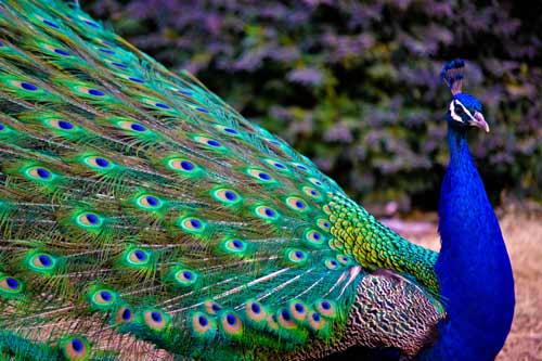 19921 5 اجمل الصور طاووس - من اجمل الحيوانات بدرة وجدي