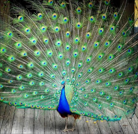19921 9 اجمل الصور طاووس - من اجمل الحيوانات بدرة وجدي