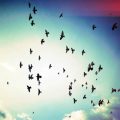19966 10 صور طيور في السماء - اشكال سرب الطيور مفيدة جلال