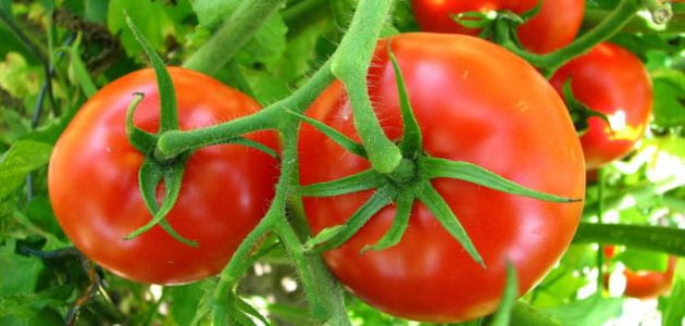 20092 1 تفسير الاحلام الطماطم - رؤية الطماطم في المنام بدرة وجدي