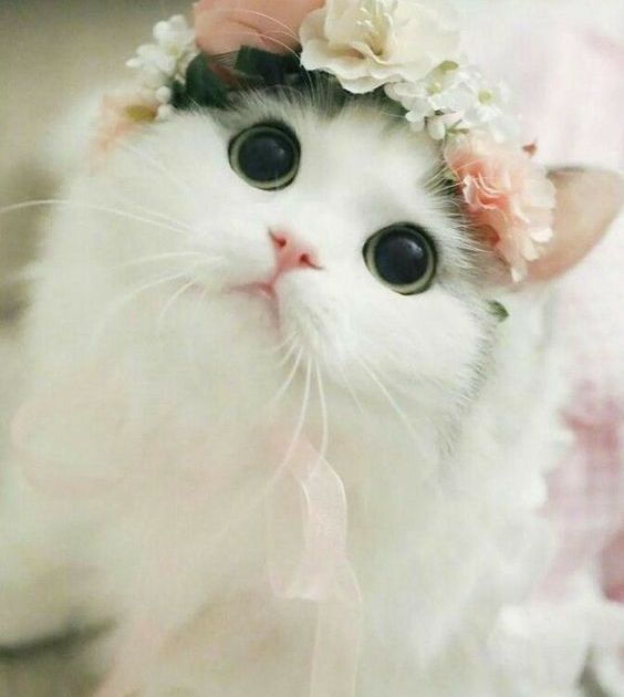 صور قطط صغيرة اجمل قطط في العالم نايس