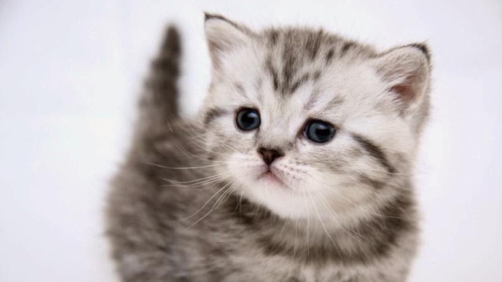 صور قطط صغيرة , اجمل قطط في العالم - نايس